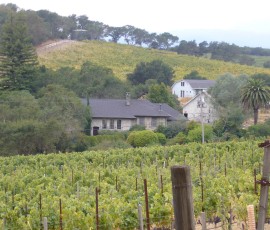 White Rock(ホワイト・ロック)。1870年からぶどう栽培に従事