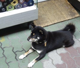 看板娘ならぬ看板犬の「むさし」くん