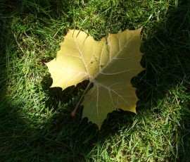 大きな落ち葉。アメリカスズカケノキでしょうか