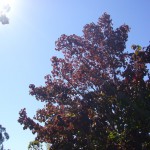 空は真っ青、太陽が赤い葉っぱにふりそそぎます