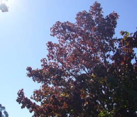 空は真っ青、太陽が赤い葉っぱにふりそそぎます