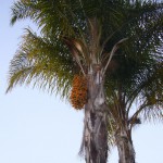 11月初旬、夕方のお散歩で、やしの実を発見