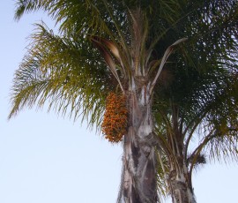 11月初旬、夕方のお散歩で、やしの実を発見