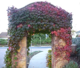 近所のゲートでは蔦が紅葉