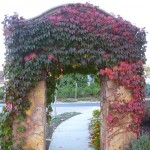 近所のゲートでは蔦が紅葉