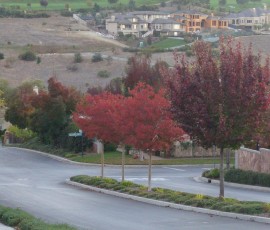 通るのが楽しくなるような木々