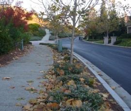 そろそろ落ち葉が大変な季節