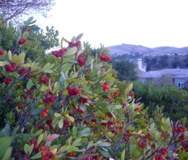 そのまま飾りになりそうな赤い実