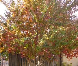 裏庭の百日紅(サルスベリ)