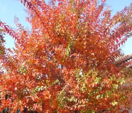 数日たつと、百日紅が真っ赤!