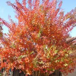 数日たつと、百日紅が真っ赤!