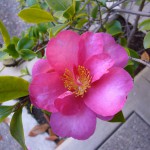 椿も咲き始めました