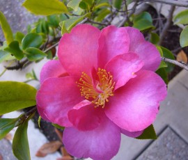 椿も咲き始めました