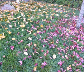 落ち葉の赤組と黄色組