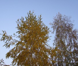 夕方の空に白樺