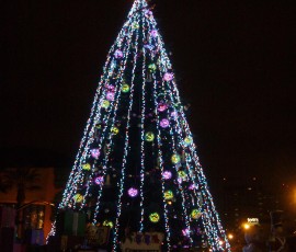 11月下旬、サンノゼのツリーに火が灯る