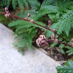 シダも芽吹く
