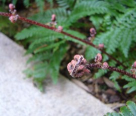 シダも芽吹く