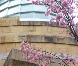 東京を発つ日、花たちがお見送り