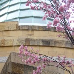 東京を発つ日、花たちがお見送り