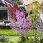 春を告げるピンクの花