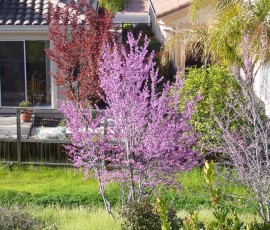 春を告げるピンクの花