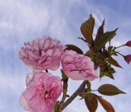 我が家の桜も三輪お出迎え