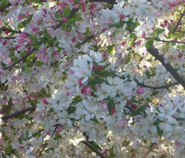 お散歩途中の桜