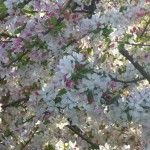 お散歩途中の桜