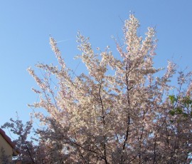 午後の光に映える