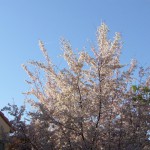 午後の光に映える