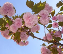 3月末日、我が家の八重桜が満開