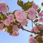 3月末日、我が家の八重桜が満開