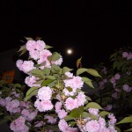 真夜中の桜と満月