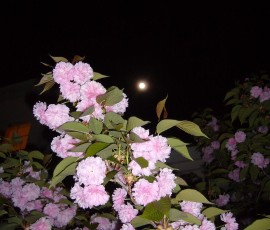 真夜中の桜と満月