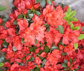 今年も咲いた、「ホットショット」という名のツツジ