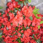 今年も咲いた、「ホットショット」という名のツツジ