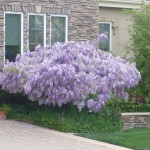 まるで、おだんご状態の藤