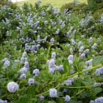 ミスティーブルー