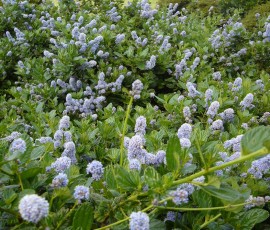 ミスティーブルー