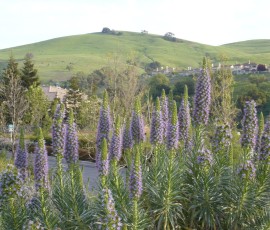 名前は知らないけれど、モントレーでもよく見かける花