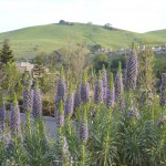 名前は知らないけれど、モントレーでもよく見かける花