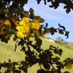 南国っぽい黄色の花