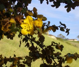 南国っぽい黄色の花
