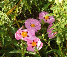 とっても華奢な花びら