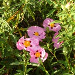 とっても華奢な花びら