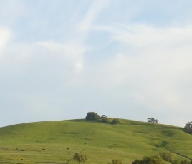 お~い、牛さ~ん、暢気そうだねぇ