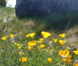 州の花、カリフォルニアポピーも輝く