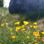 州の花、カリフォルニアポピーも輝く