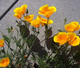 まるで花束のように群がります